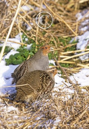 Pair Grey Partridge  in the Snow 2